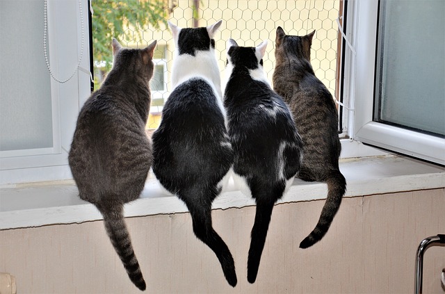 kočky v okně
